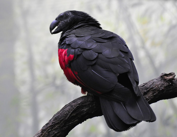 Apparently, Dracula Parrots Are A Thing And They Might Be The Most Gothic Birds On Earth