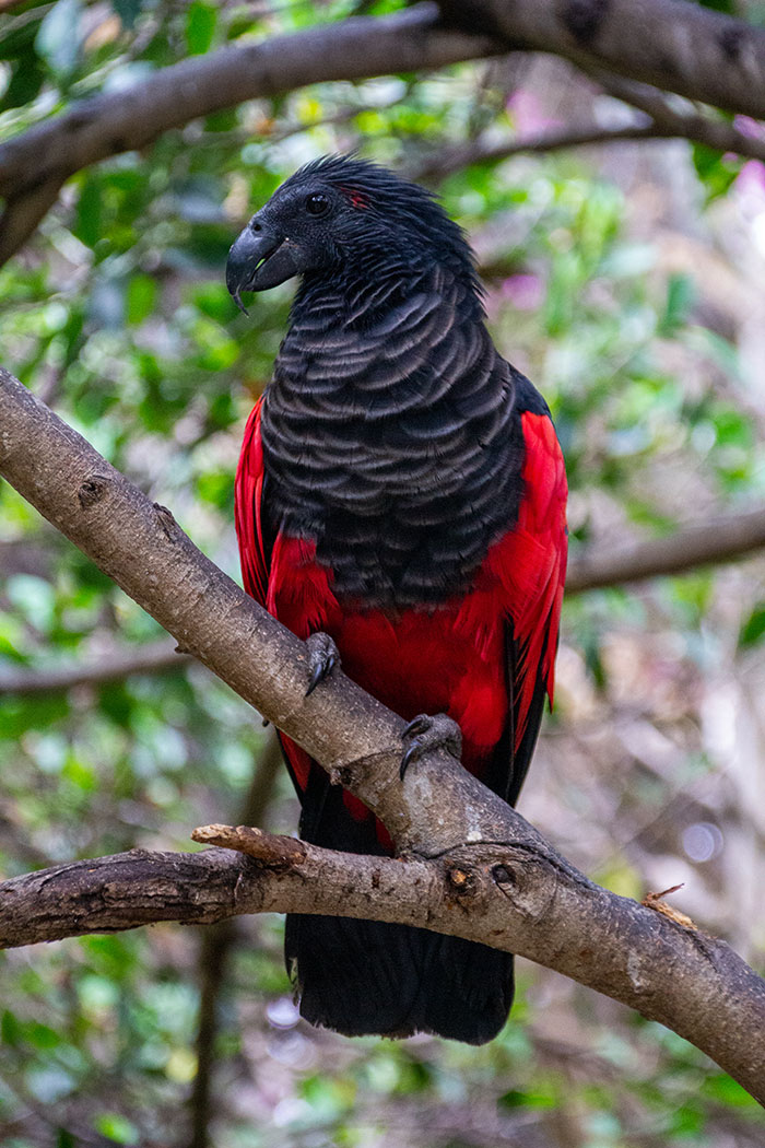 Apparently, Dracula Parrots Are A Thing And They Might Be The Most Gothic  Birds On Earth | Bored Panda
