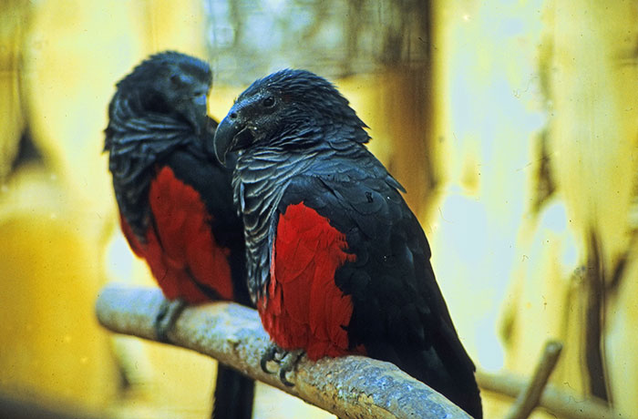 Apparently, Dracula Parrots Are A Thing And They Might Be The Most Gothic Birds On Earth