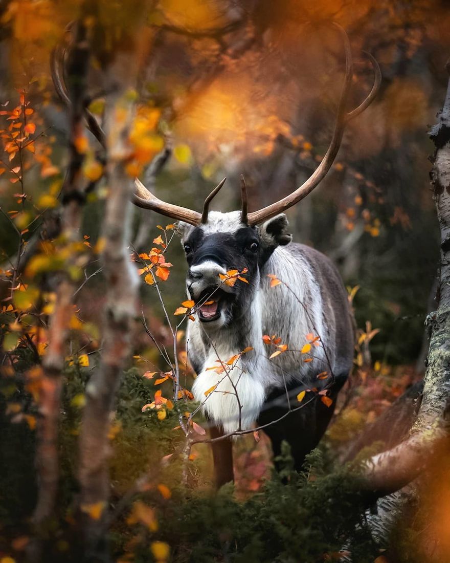 Photographer Shows Finland's Forests That Seem To Have Come Straight Out Of A Fairy Tale (New Pics)