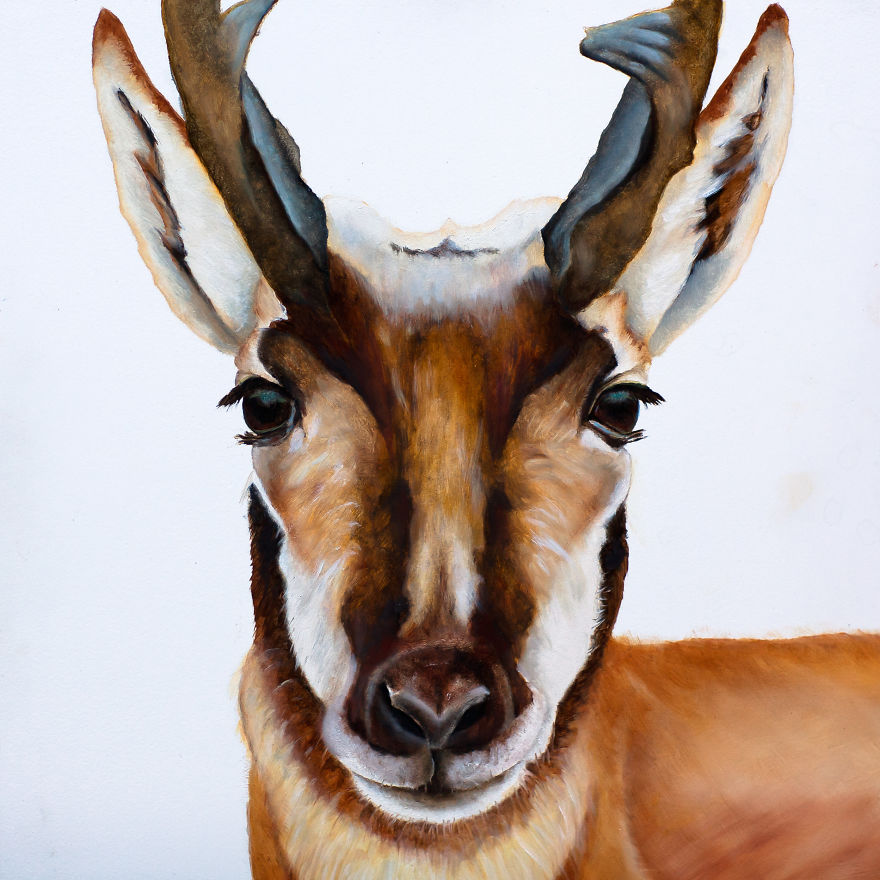 I Create These Wildlife Portrait Paintings