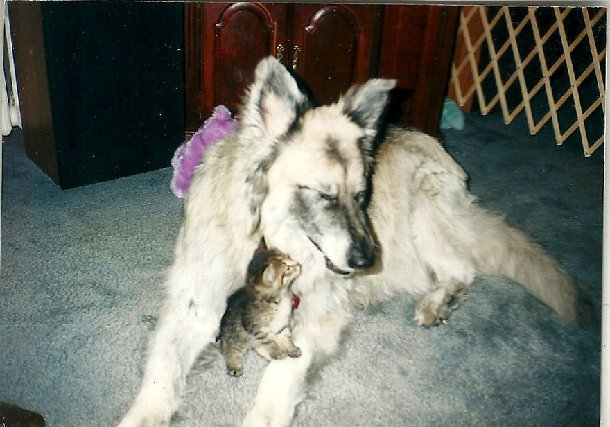 I Will Always Have A Dog In My Home And Heart
