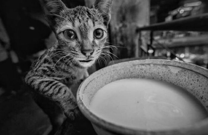 Picture Of Cat Drinking Milk