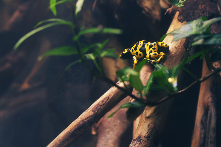 Amazing Facts About Petting Amphibians Amazing Facts About Petting Amphibians
