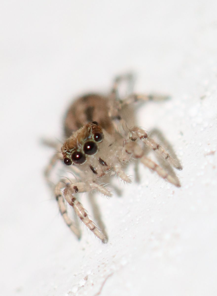 I Capture The Small World Of Jumping Spiders