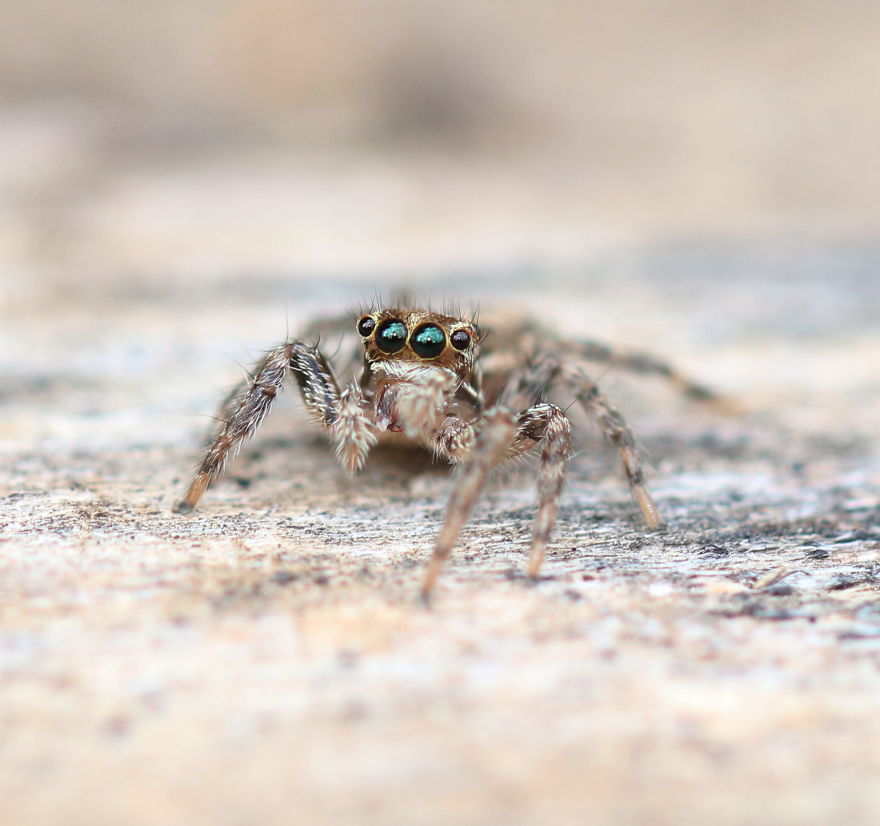 I Capture The Small World Of Jumping Spiders