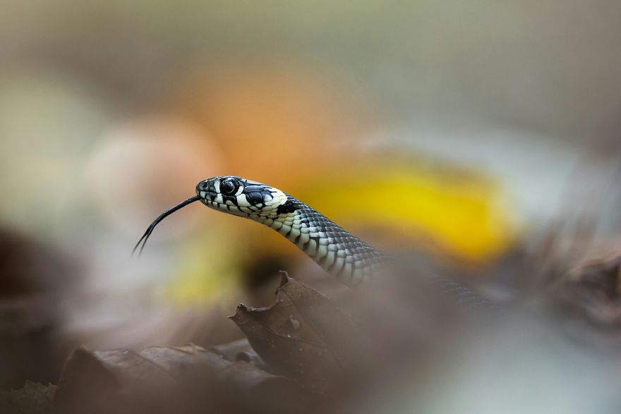The Grass Snake Sneaking Through Autumn Leaves