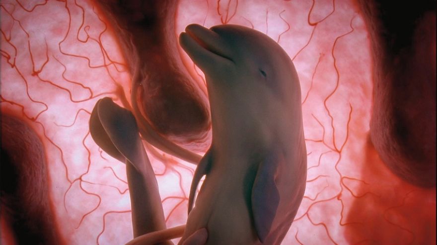 Unbelievable Baby Animals In Womb