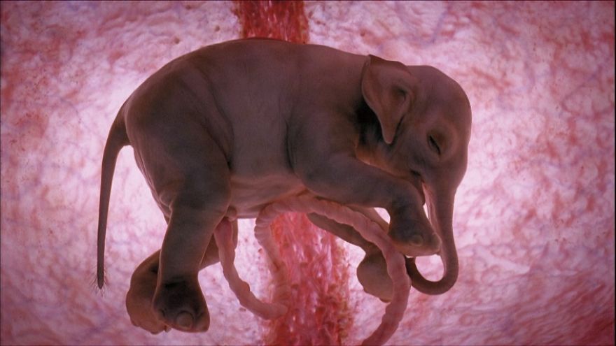 Unbelievable Baby Animals In Womb