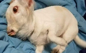 A Confusing Photo Of An Unprecedented Monster Sparked The Imagination Of Twitter Users