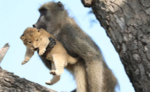 Baboon Spotted Carrying A Lion Cub Just Like From ‘The Lion King’, But Unfortunately, The Reality Is Not As Happy