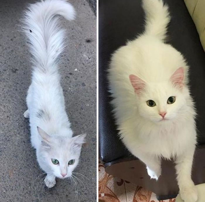 I Rescued The Cat Off The Street. Photos Before And After. One Month Difference. Part 2