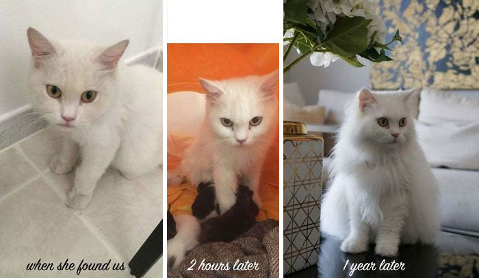  before and after adoption cat found homeless in 120 deg heat, gave birth to 5 kittens