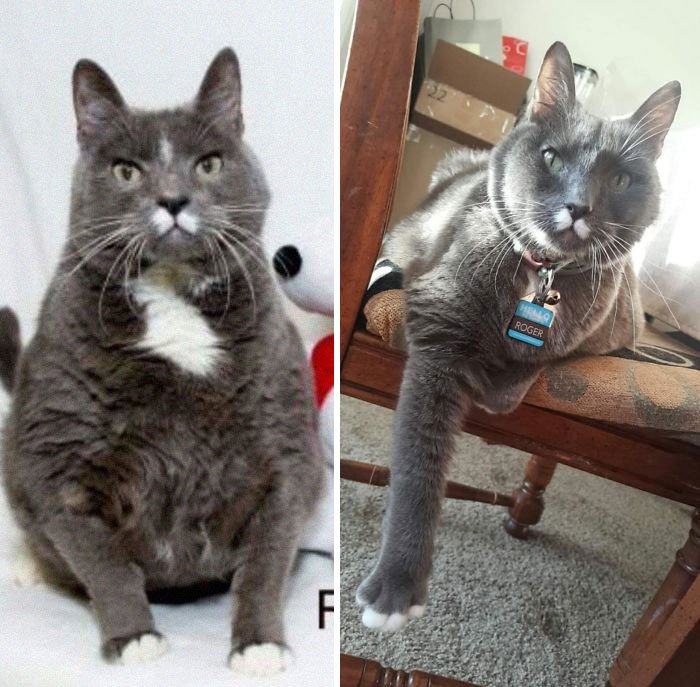 My Cousin Saw This 20lb Senior Cat Available For Adoption. After A Year Of Love, Dieting, And Proper Veterinary Care, Roger Has Lost 5+ Pounds. He's Still A Big Boy But He's Happy And Active