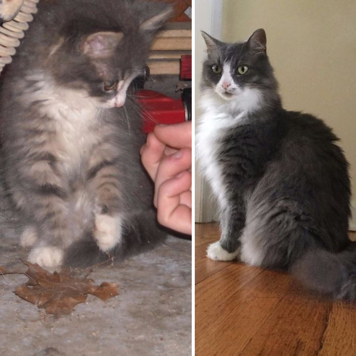 Found Her 9 Years Ago In An Empty Parking Lot In The Middle Of The Night Meowing For Food