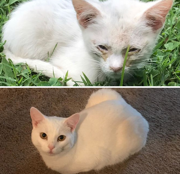 After About A Year And A Half After Showing Up On Our Porch, Snowball Has Improved Immeasurably. She’s My Perfect Angel