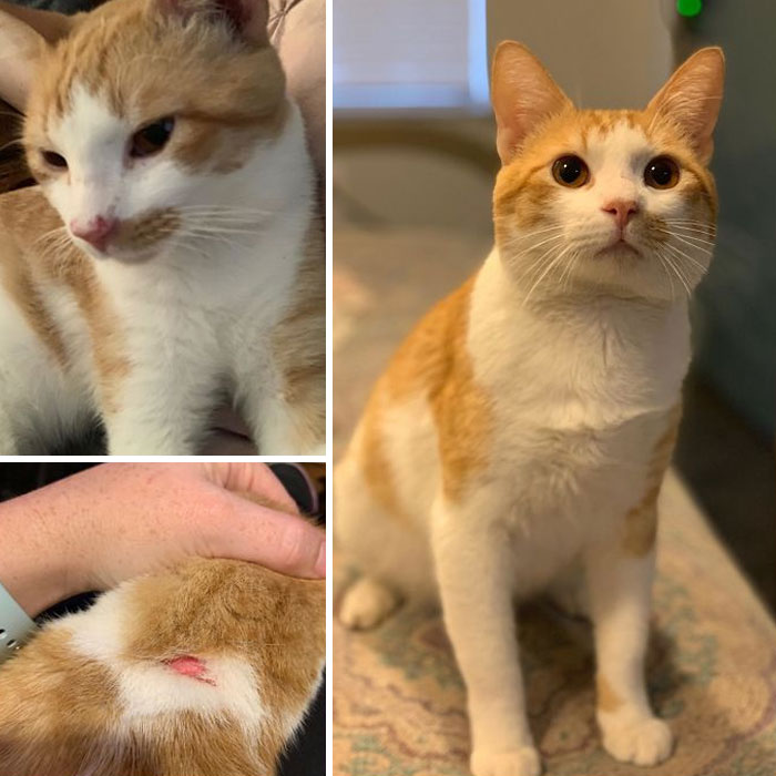 The Shelter Named Him “Cupido” Because He Had Been Shot Through And Through With An Arrow. He Also Had A Respiratory Infection Because He’s Felv Positive. Now He’s Fat And Happy