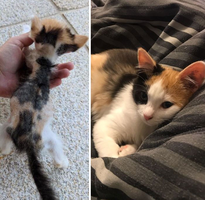 Two Months Ago A Box Full Of Severely Malnourished Kittens Was Left At The Vets, Unfortunately Only One Of Them Was Still Alive But She Was Only Just Hanging On. With A Ton Of Hard Work And Love, Little Ciri Is Now A Perfectly Healthy Kitten Who Loves To Play And Explore
