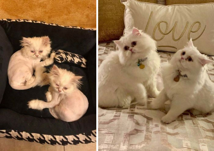Five Months Ago, My Mom Adopted Two Neglected Kittens Who Were Suffering From Ringworm. Look At Them Now!