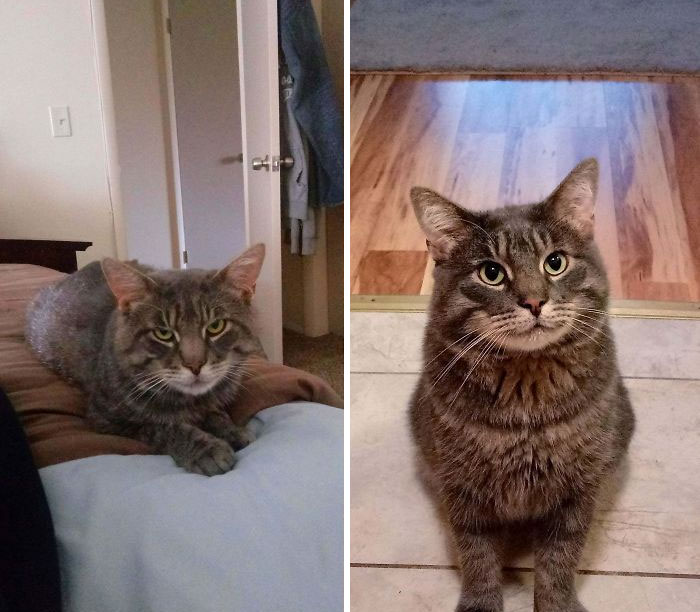 Before And After Cat Adoption, Fed Him For 4 Months Outside Then Captured Him. Most Likely Left Behind In My Apartment Complex By Previous Owners. He's Awesome