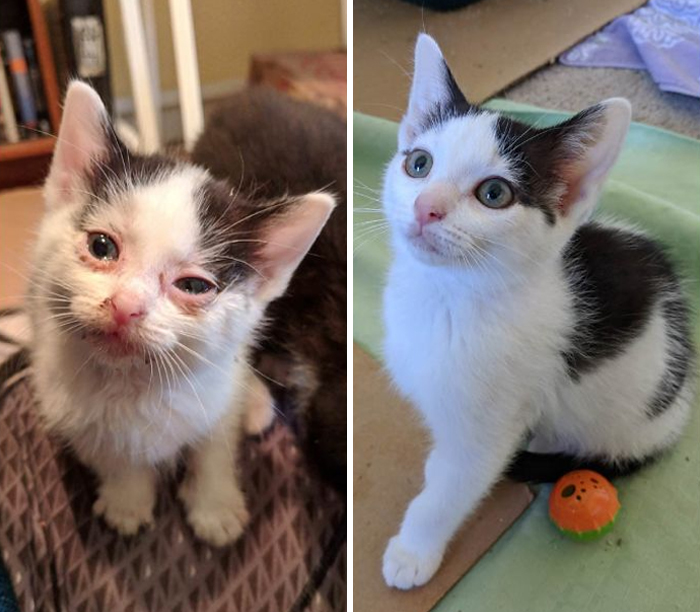 When I Took This Sweet Kitty Girl In To Foster A Month Ago, She Could Barely See Out Of Her Crusted, Watery Eyes. Now, She's Happy, Healthy, And Ready To Be Adopted Into Her Fur-Ever Home!