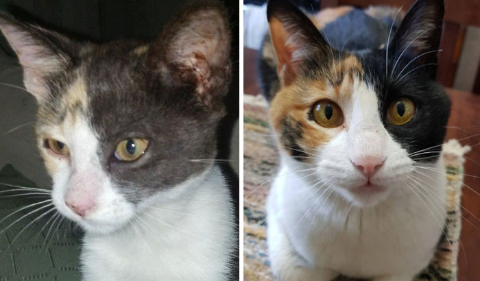Heard Her Crying Under A Car And Rescued Her. Here's What 5 Years Of Love And Attention Can Do To A Kitten!