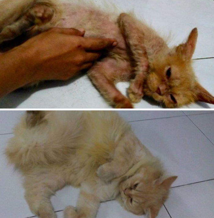 My Cat Isabella.. Before And After!
