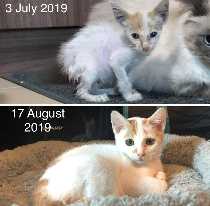 Just 6 Weeks Of Love And Care And He Is Completely Transformed! Found Him Half Dead By The Street On A Rainy Day