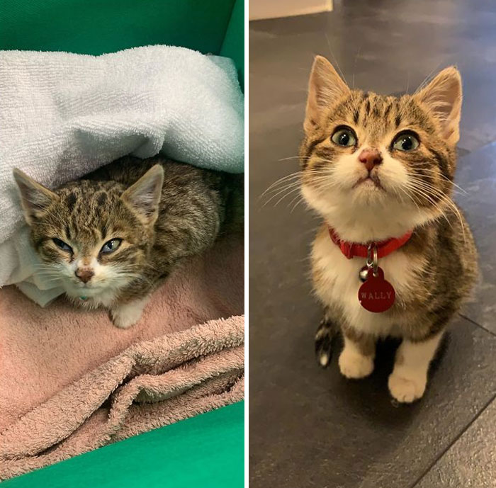 I Found This Kitten Dumped In The Middle Of A Road Too Weak And Hungry To Get To Safety. The Photo On The Right Is What 6 Days Of Cuddles By The Fireplace, Lots Of Food And A Cosy Bed Can Do