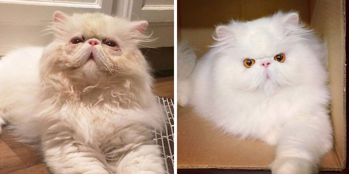 My Mom Asked For A Before & After Of My Rescue Kitty, Brimley, Which Got Me Digging. I Can't Believe He's The Same Cat