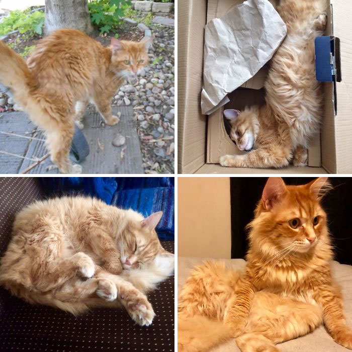 Before Adoption He Was Skinny And Malnourished. Now He Is Super Weird, Well Loved And Sits Like A Human