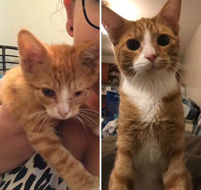 Found A Teeny Orange Kitten With An Infected Eye And Fleas Right After The 4th Of July. Now Look At My Handsome Little Man