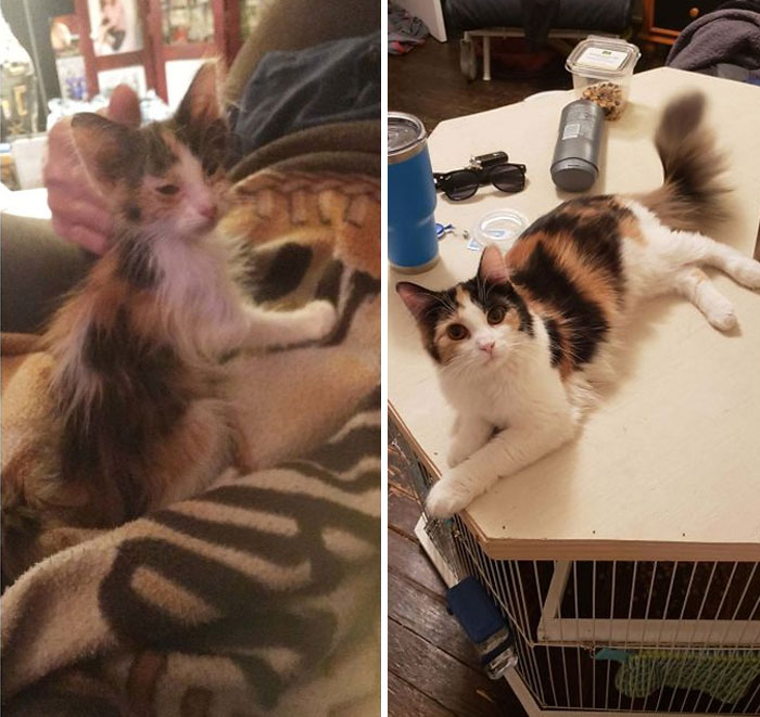 Summer The First Night I Had Her. She Was Super Sick And Malnourished, But A Ton Of Antibiotics And 10 Months Later She's A Beautiful Sassy Floof
