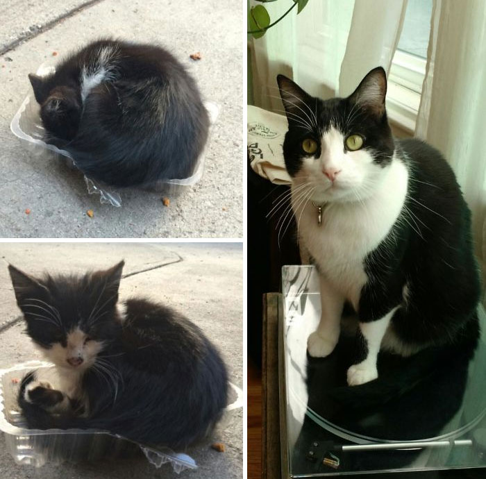 Some Wonderful Soul Found This Little Guy On The Street Cuddled Up In A Plastic Container. 3 Years Later, He Is The Happiest, Sweetest, Most Playful, Curious Cat. Love Him So Much And Thank You Wonderful Soul, Whomever You Are