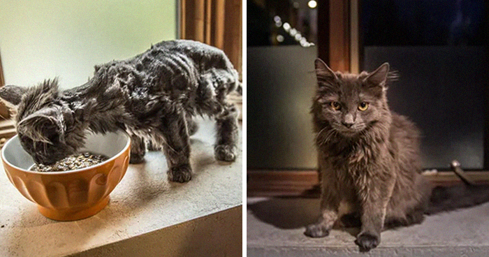 This Online Community Shares How Their Adopted Cats Looked Then & Now And It’s Heartwarming (30 Pics)