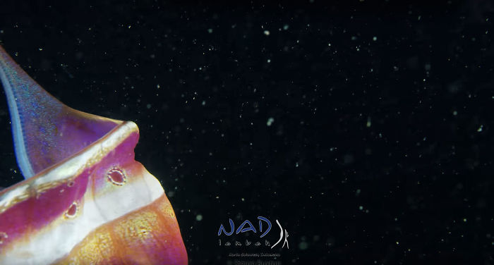 Video Captures A Blanket Octopus Revealing Its 6-Foot-Long Membrane And It Looks Like A Majestic Sea Butterfly