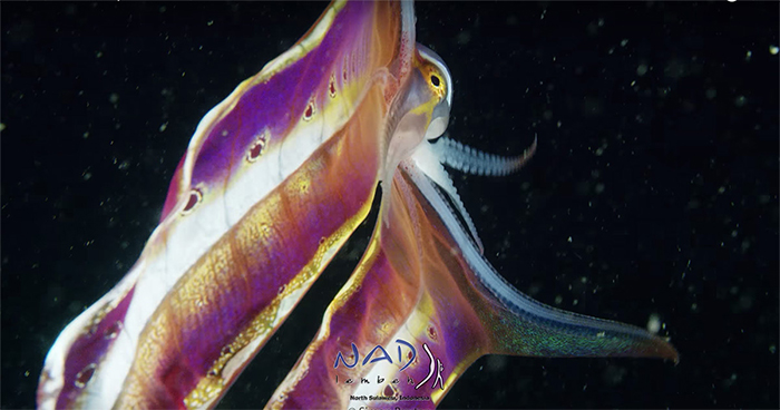 Video Captures A Blanket Octopus Revealing Its 6-Foot-Long Membrane And It Looks Like A Majestic Sea Butterfly