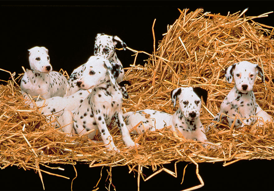 The Puppies (Dalmatian), 101 Dalmatians, 1996