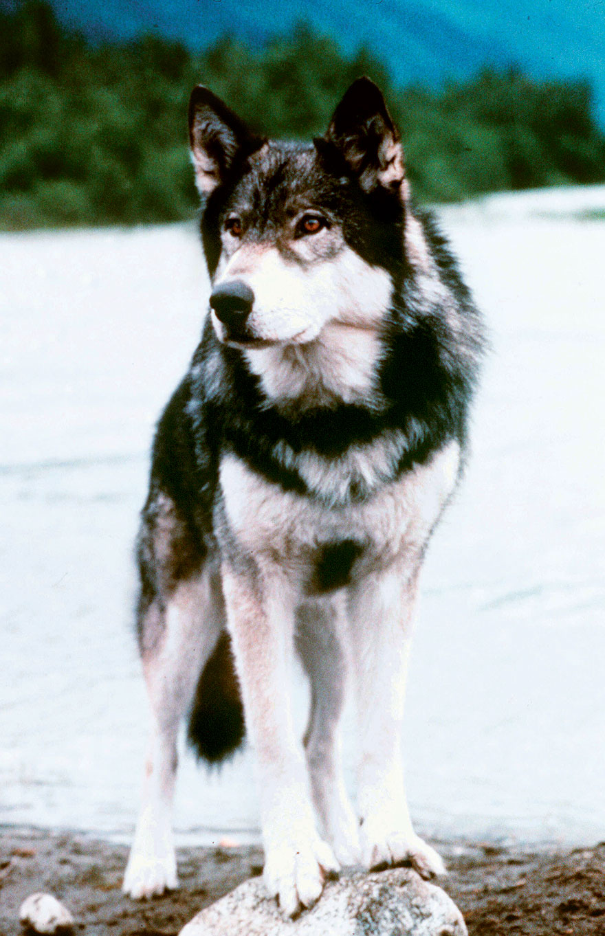 White Fang (Wolfdog), White Fang, 1991