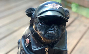This Dog Has A Permanently Grumpy Face And It Made Him Go Viral (30 Pics)