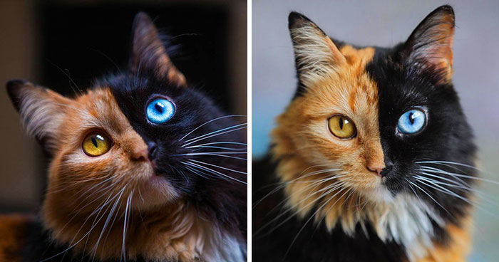30 Pics Showcase How Unique This Two-Faced Cat Called Quimera Is