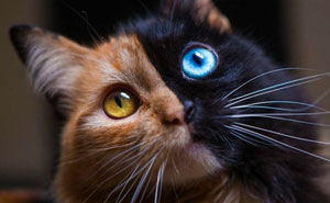 30 Pics Showcase How Unique This Two-Faced Cat Called Quimera Is