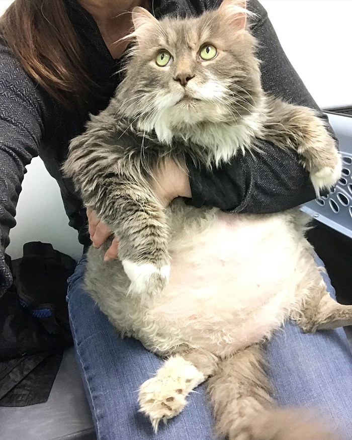 28-Pound Cat Brought To Shelter Starts Weight Loss Journey After Losing His Home