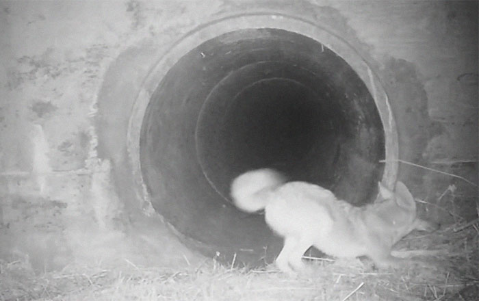 Watch An Impatient Coyote Hurrying His Slow-Moving Badger Friend Up So They Can Check Out A Tunnel Together