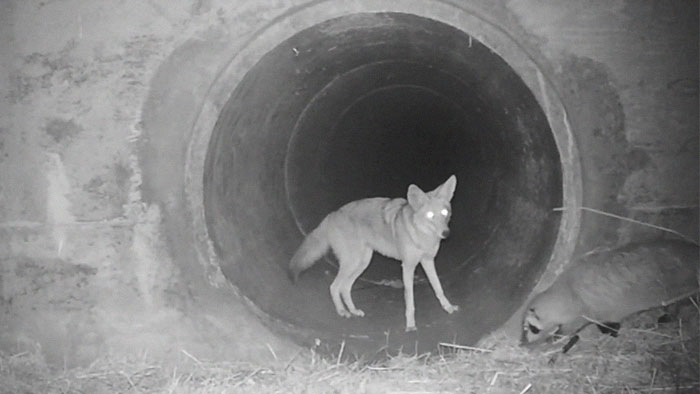 Watch An Impatient Coyote Hurrying His Slow-Moving Badger Friend Up So They Can Check Out A Tunnel Together