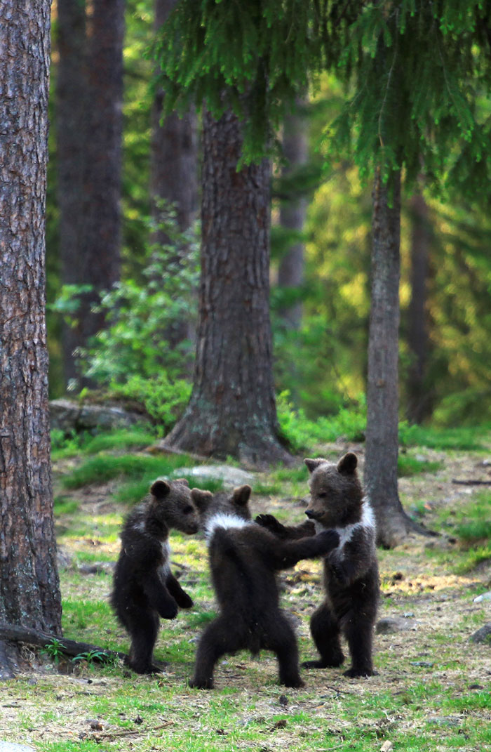 Este profesor se encontró a unos oseznos "danzando" en los bosques fineses, y pensaba que era su imaginación