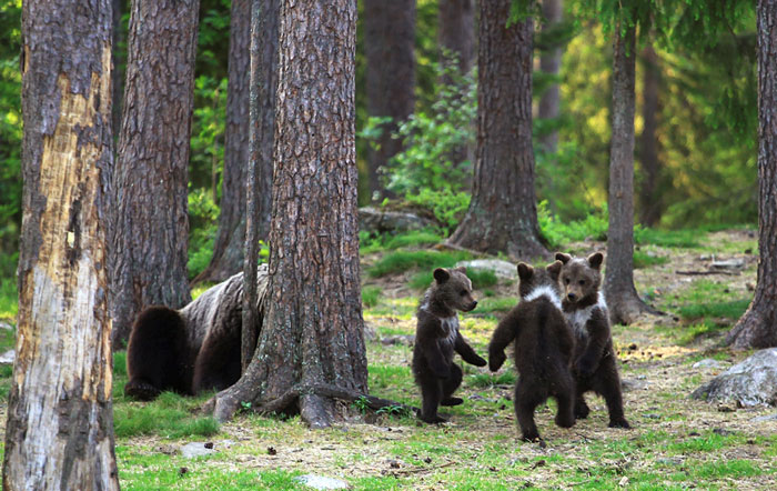 Teacher Stumbles Upon Baby Bears ‘Dancing’ In Finland Forest, Thinks He’s Imagining It