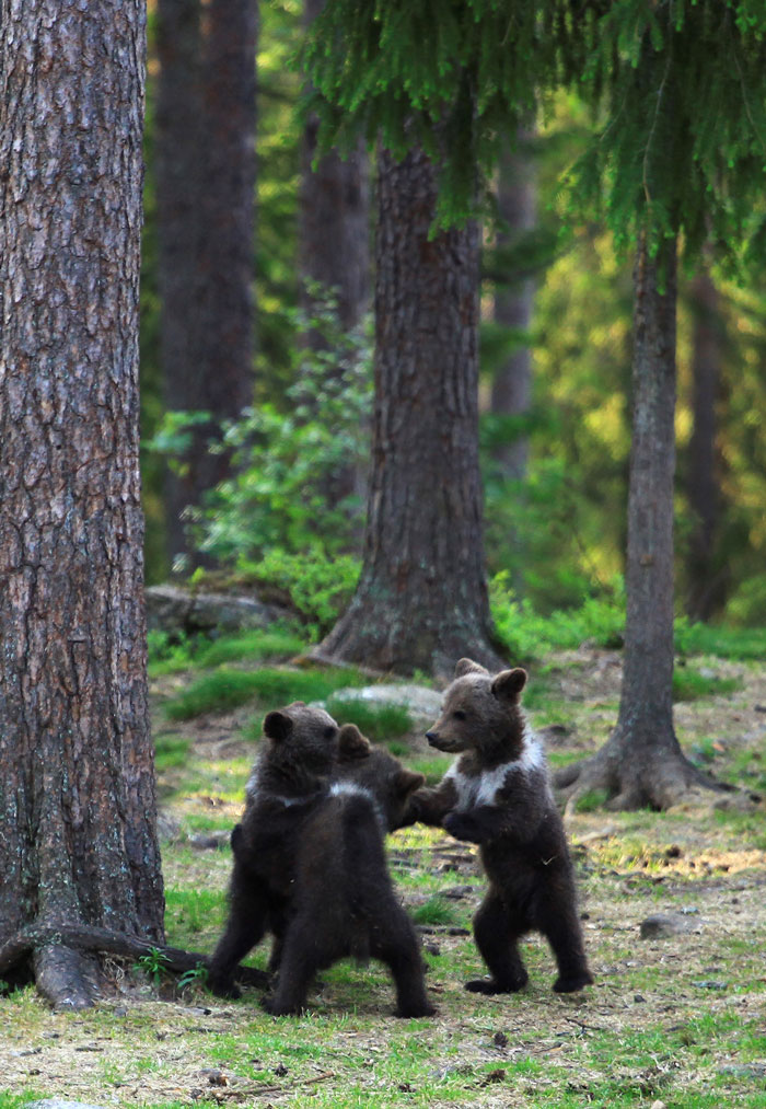 Teacher Stumbles Upon Baby Bears ‘Dancing’ In Finland Forest, Thinks He’s Imagining It