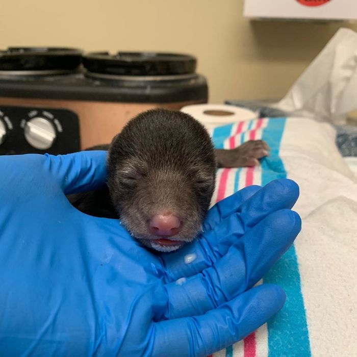 Dog Brings Home A Baby Animal, Turns Out It's A Bear Cub