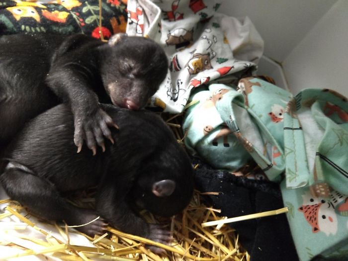 Dog Brings Home A Baby Animal, Turns Out It's A Bear Cub